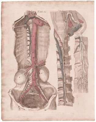 Lymphatics of the Upper, or Convex Surface of the Liver